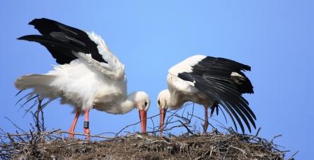 Storchennest in Bergenhusen