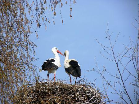 Storchennest in Bergenhusen