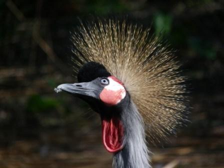 Kronenkranich im Vogelpark Niendorf