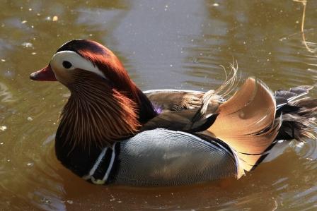 Mandarinente im Vogelpark Niendorf